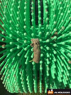 Raccogli carote a spinta 46cm - Cesta apposita per la raccolta del terriccio 