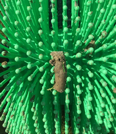 Dettaglio dischi ad aghi raccogli carote 